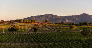 Joseph's Ancient Red Wine